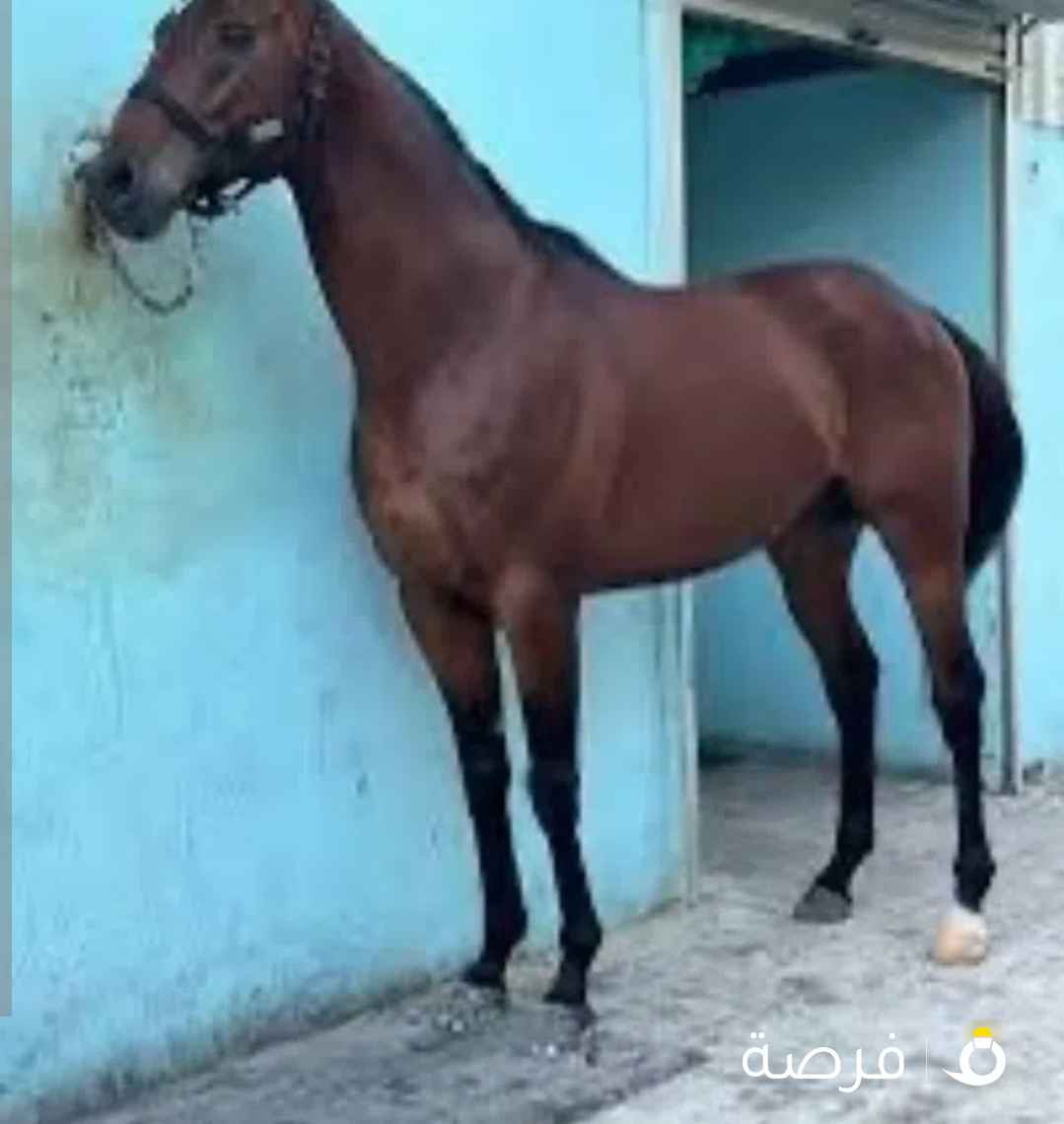 مطلوب حصان او فرس إنجليزي جواز او تحويل