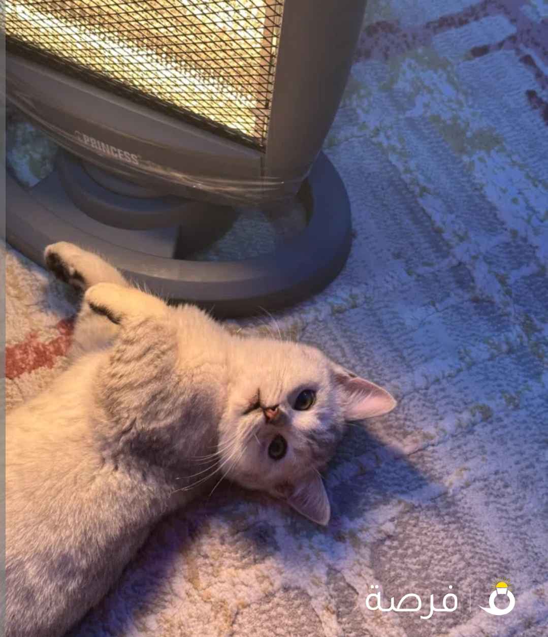 للبيع كتن سيلفر تابي