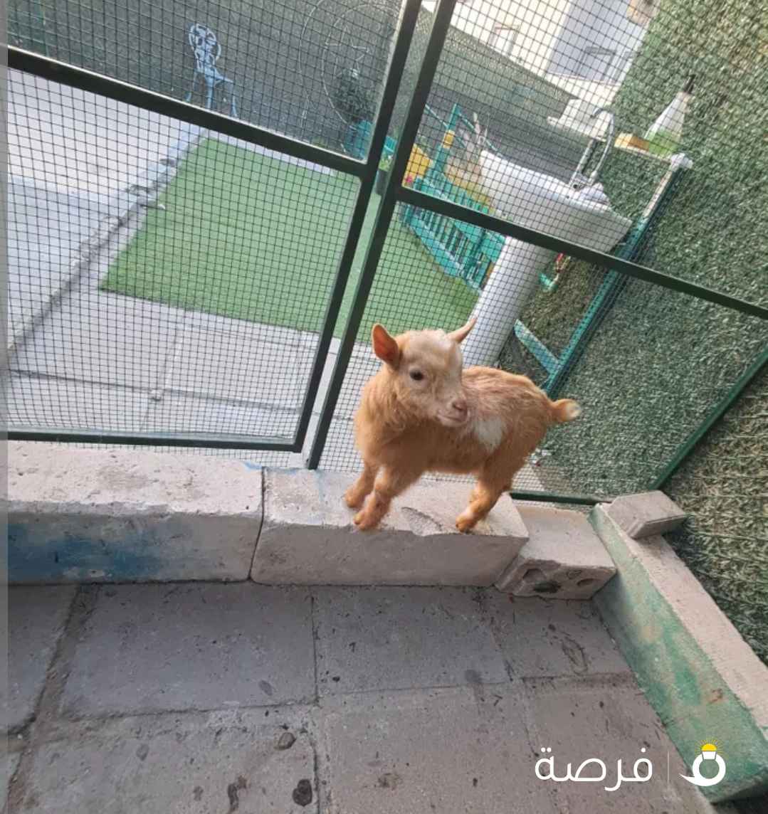 للبيع ماعز القزم لون شقره لون كرك