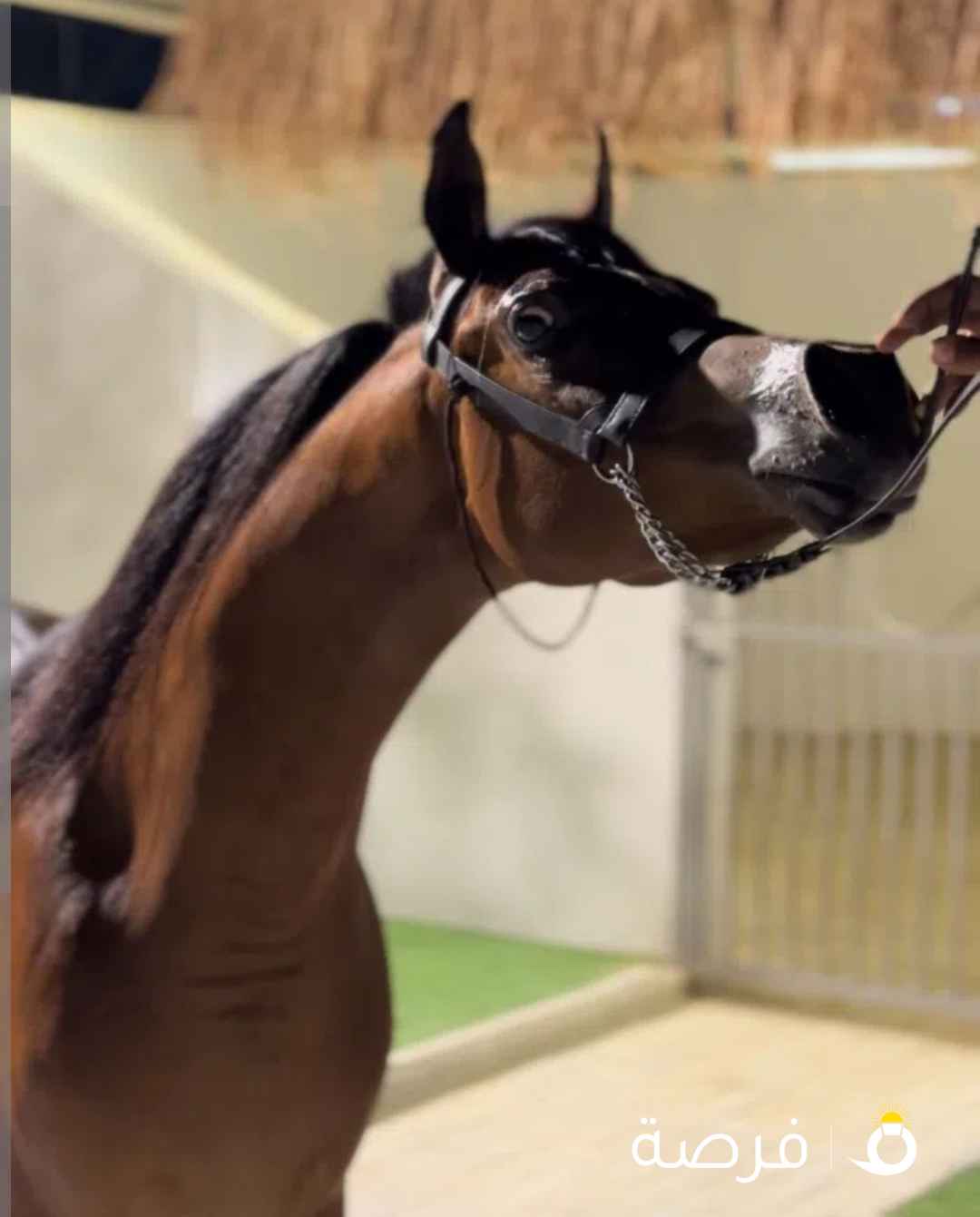 مهر مكس فاخر مواليد 23