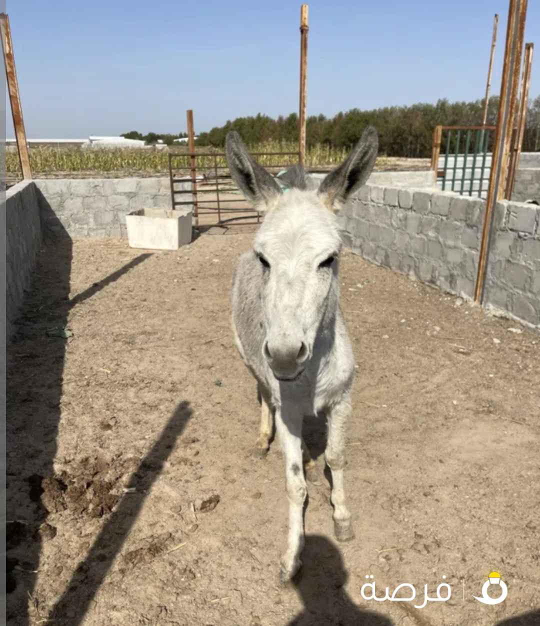حمار للبيع