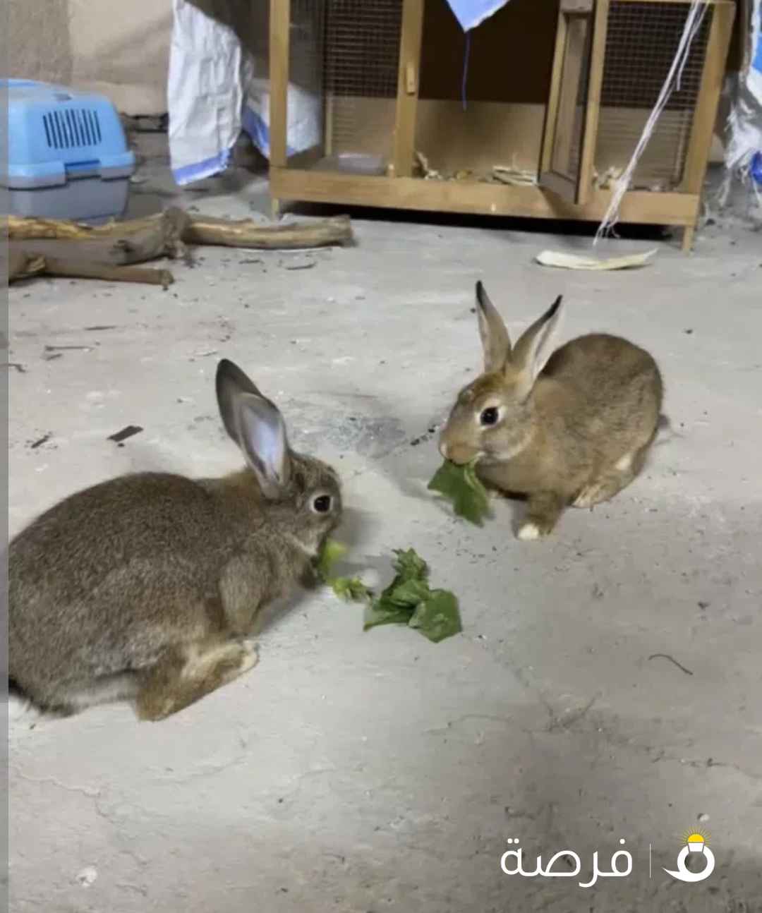 أرانب الليفة