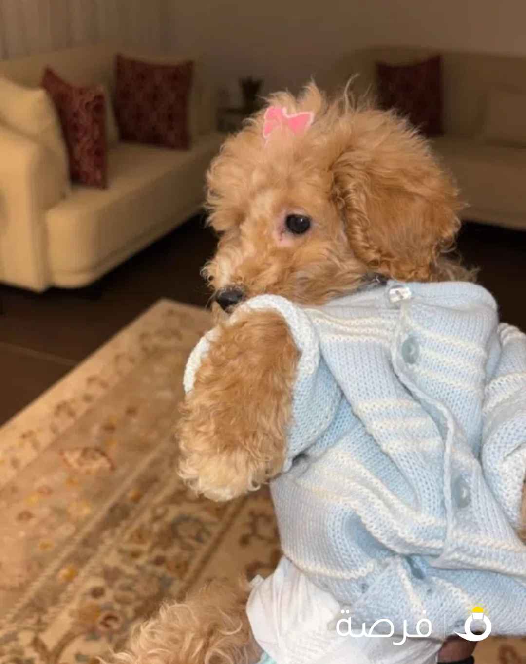 للبيع نثيه بودل