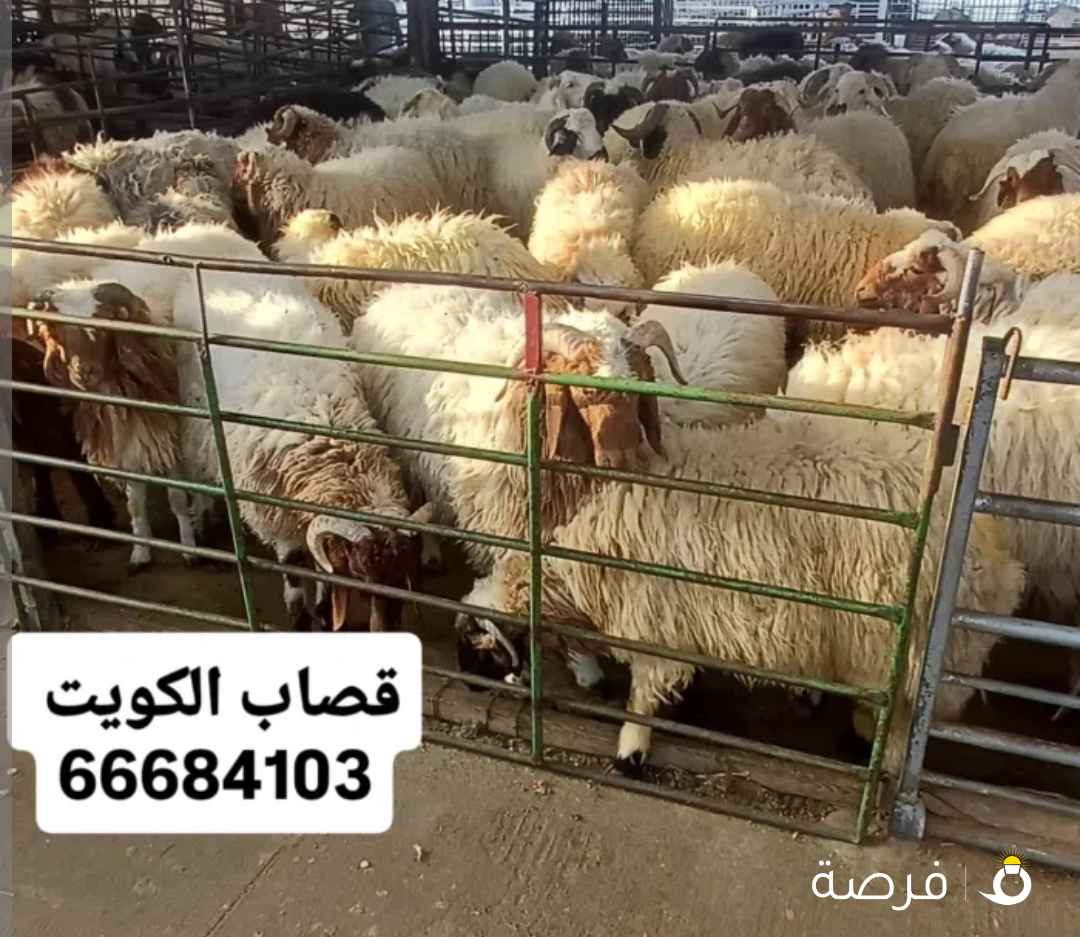 قصاب جميع مناطق الكويت انسب الاسعار