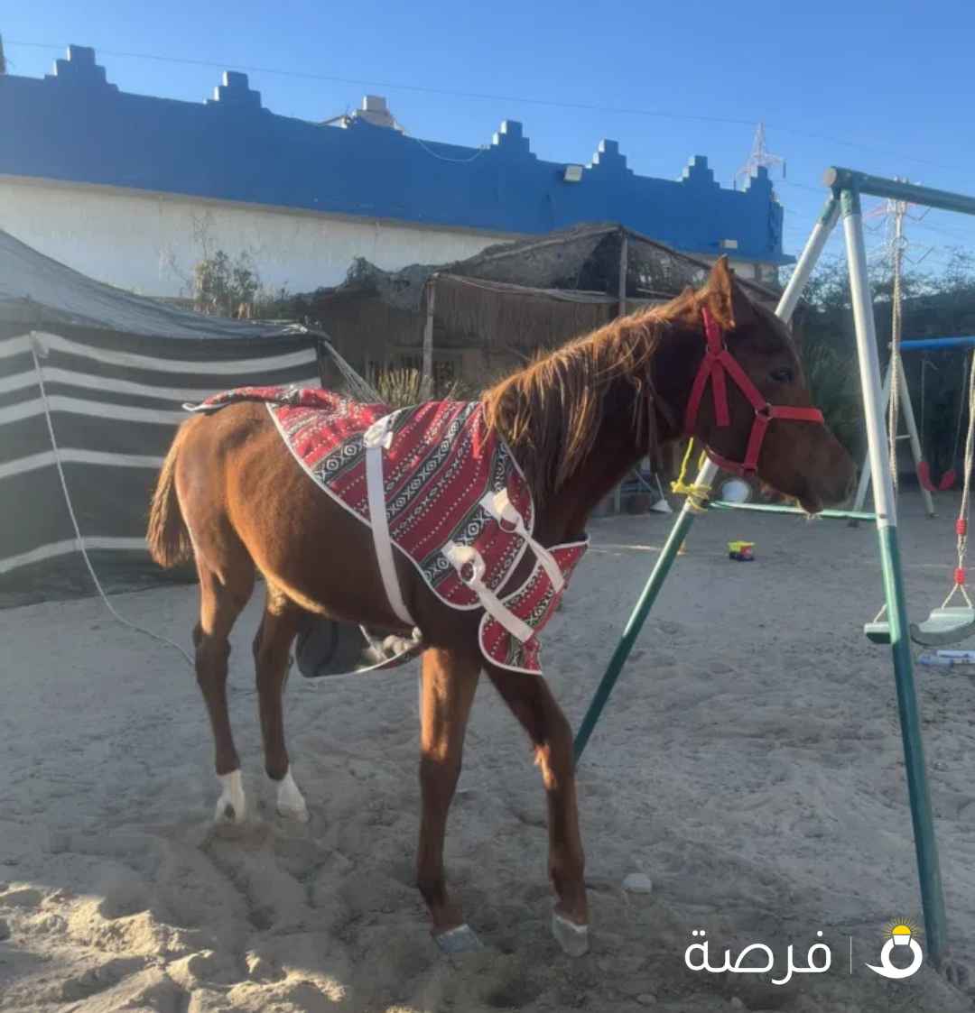 اسم الحصان كايد العمره سنه حصان عربي