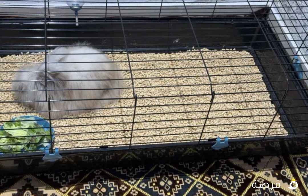 للبيع أرنب أدب بير