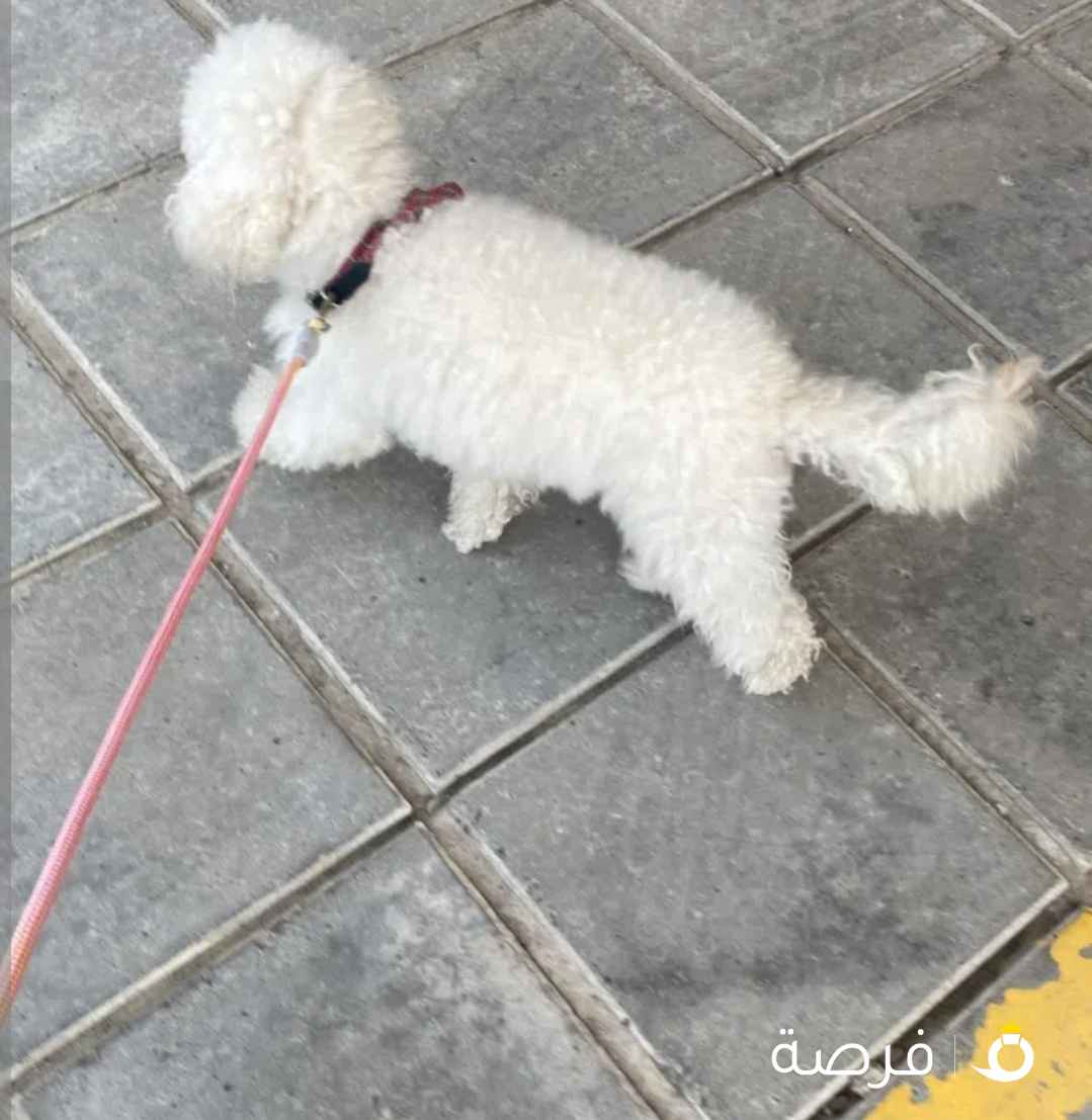 ميني بودل للبيع