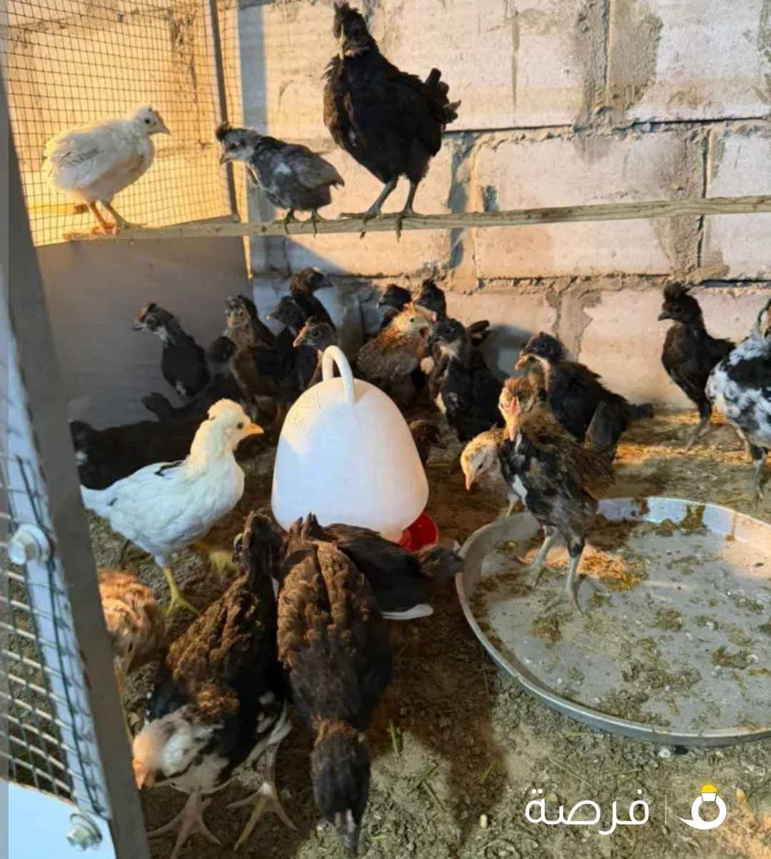 صيصان دجاج عربي وعراقي اعمار مختلفه