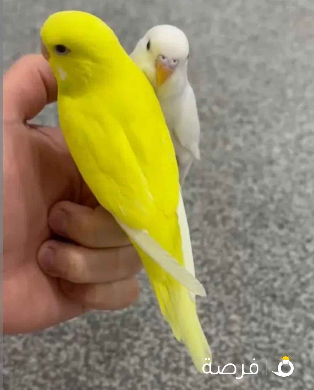 البيع طيور حب ربوه قويه