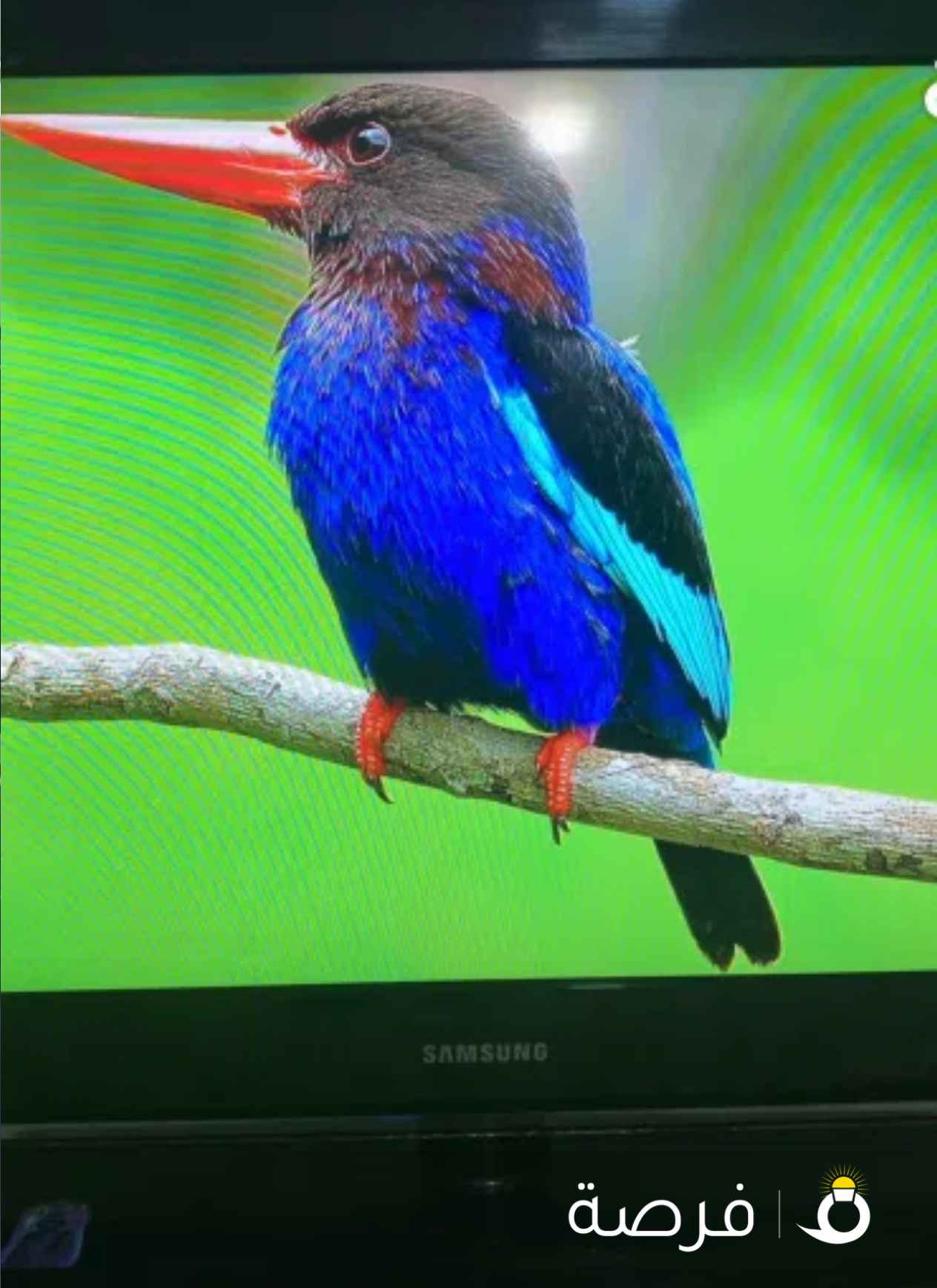 شاشة سامسونج