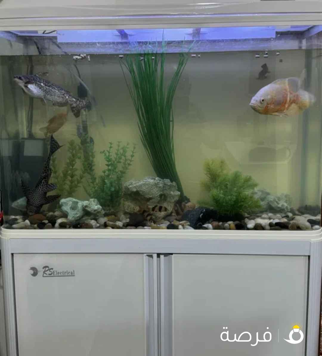 حوض سمك مع كامل الاغراض مع 9 أسماك