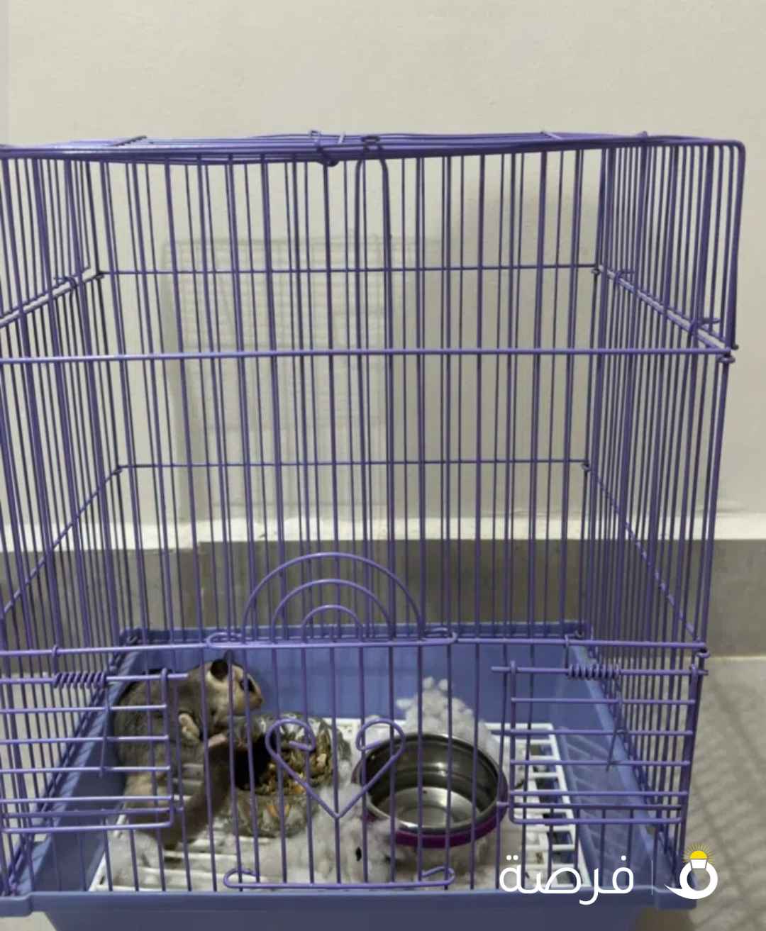 للبيع سنجاب طائر انثى