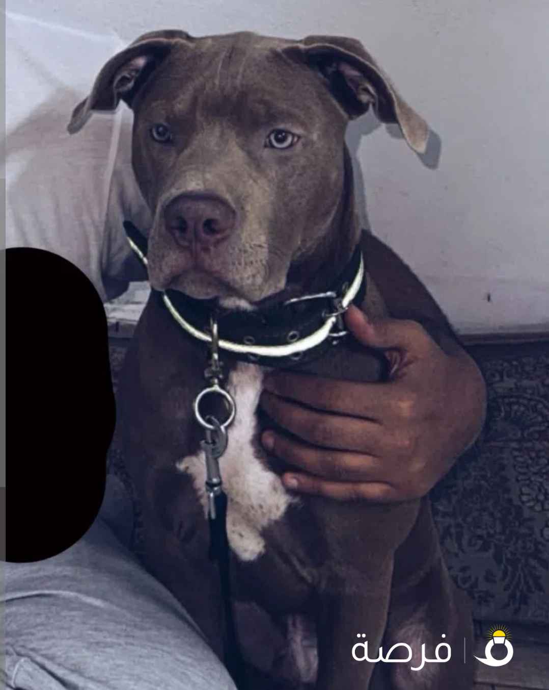 للبيع جرو بتبول