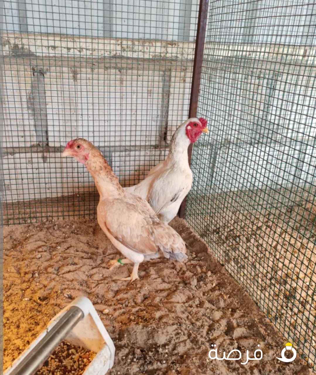 للبيع ازواج فايتر