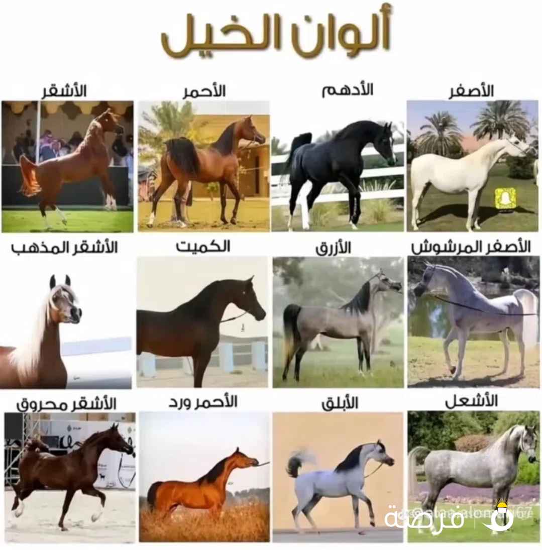 للبيع حصان انقليزي عمره 8 سنين خصي مدرسه يصلح حق المبتدئين.