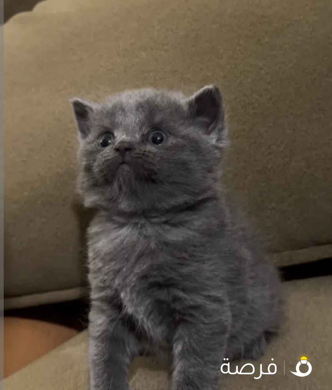 قطط للبيع صغيرة برتش شورت هير فولد