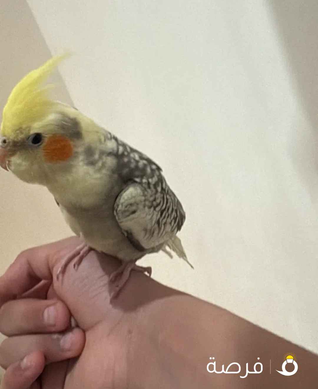 للبيع كوكاتيل كروان هولندي