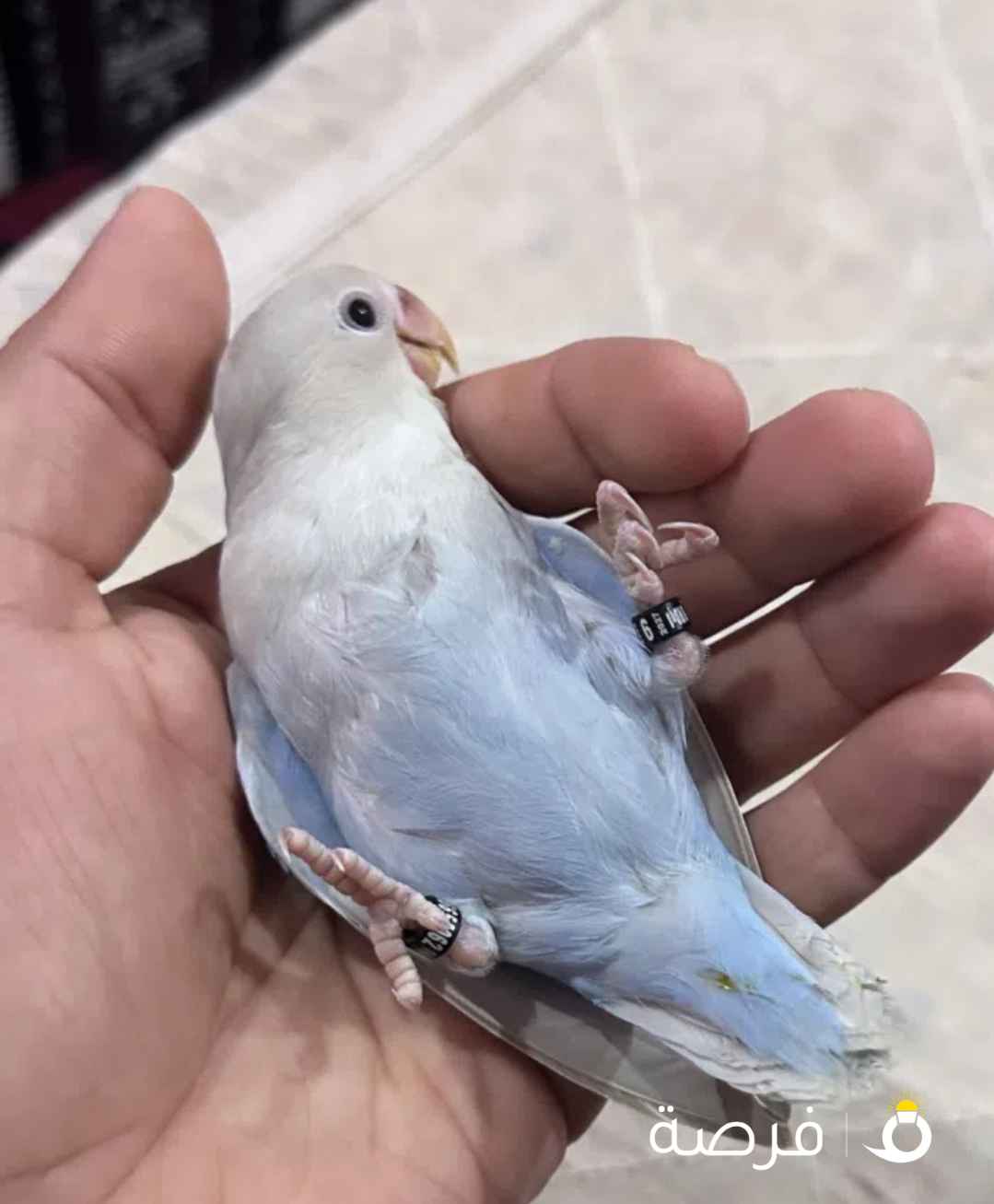 لوفبيرد ربوه قويه