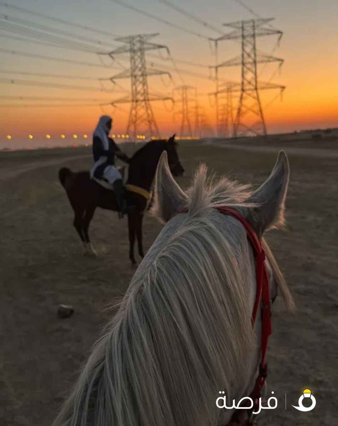 مطلوب حصان شيخ شرط السلم