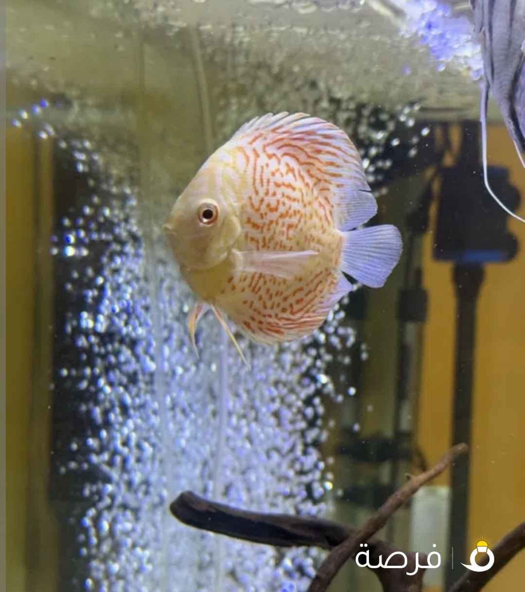 Discus fish