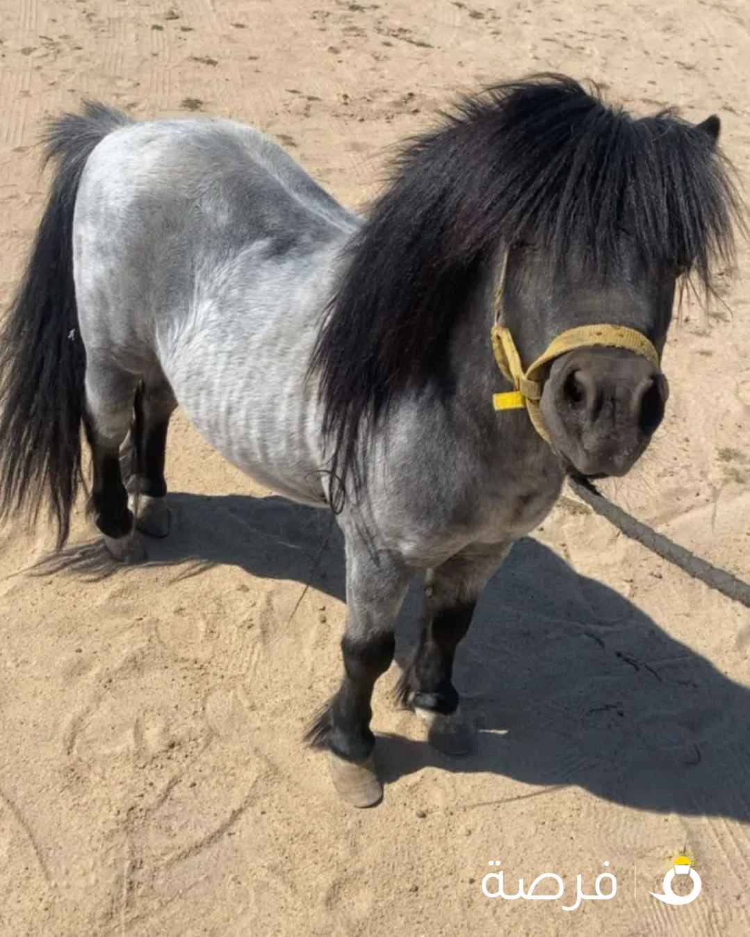 البيع بوني عمره خمسة ستة هادي أموره تمام شرط السلم لا يدق الا الصامل