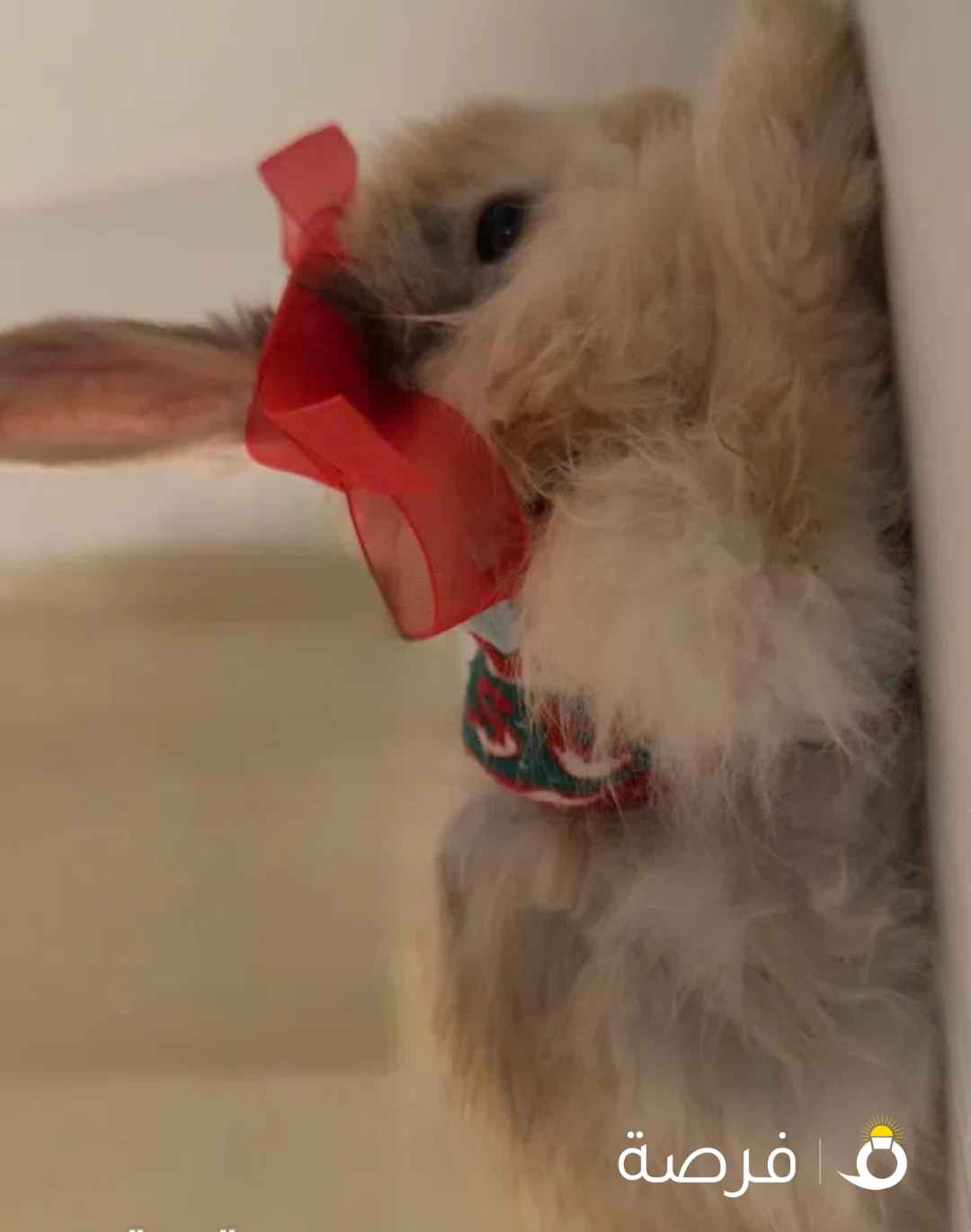 ارنب ذكر عمره شهر ونص مع آكله وتريت وقفص