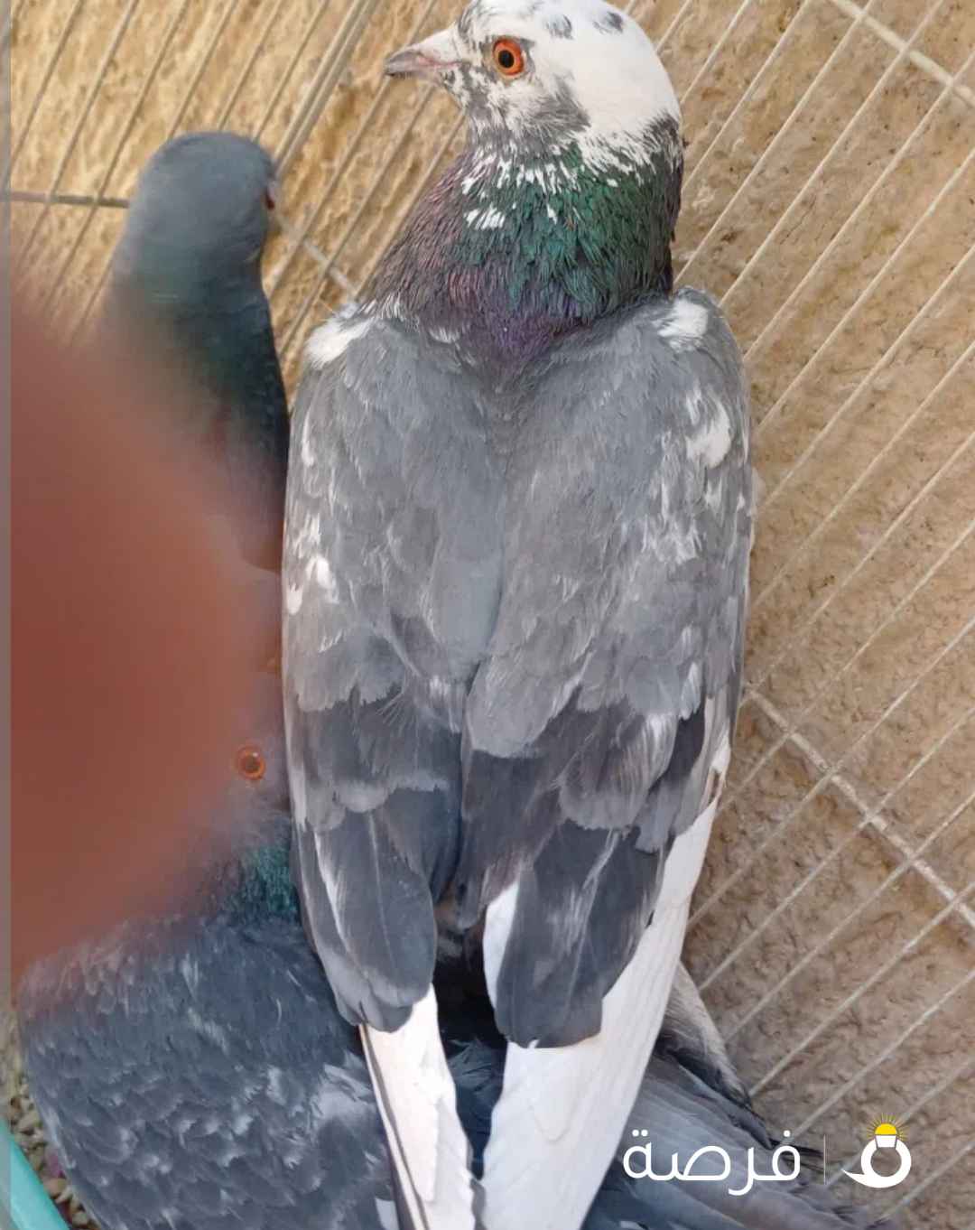 11⁩⁩ حبة حمام فيهم زوج زاجل منتج جرانتي