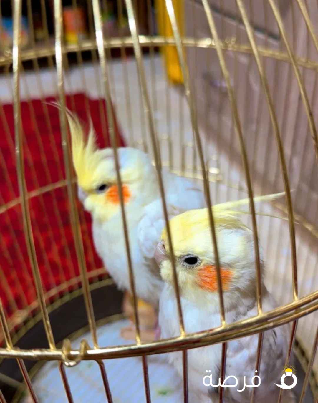 للبيع طيور كروان