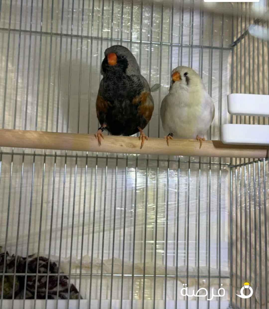 زوج زيبرا جامبو مستويات (شاركول سبلت جسنت ⁦⁦x⁩⁩ كونتيننتال