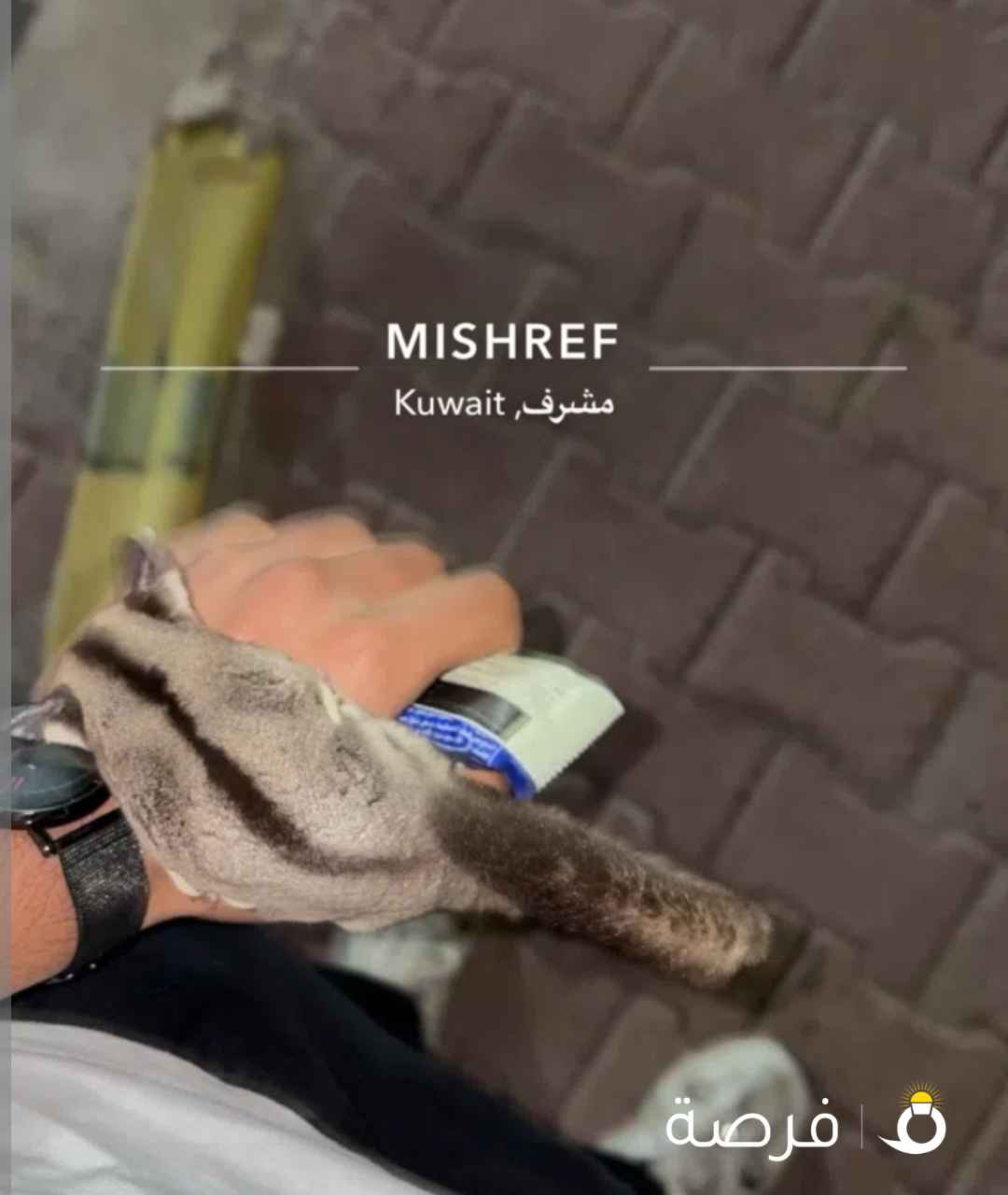 شوقر قلايدر ( السنجاب الطائر ) للبيع حيوان اليف