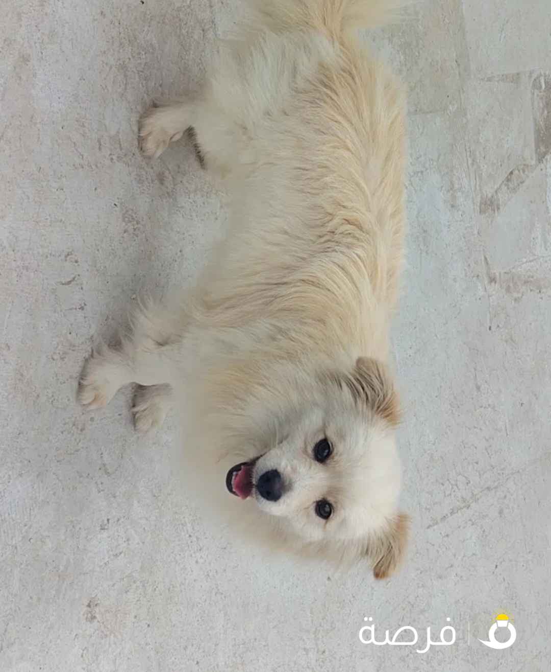للبيع كلب زينة اليف جدا ويحب اللعب