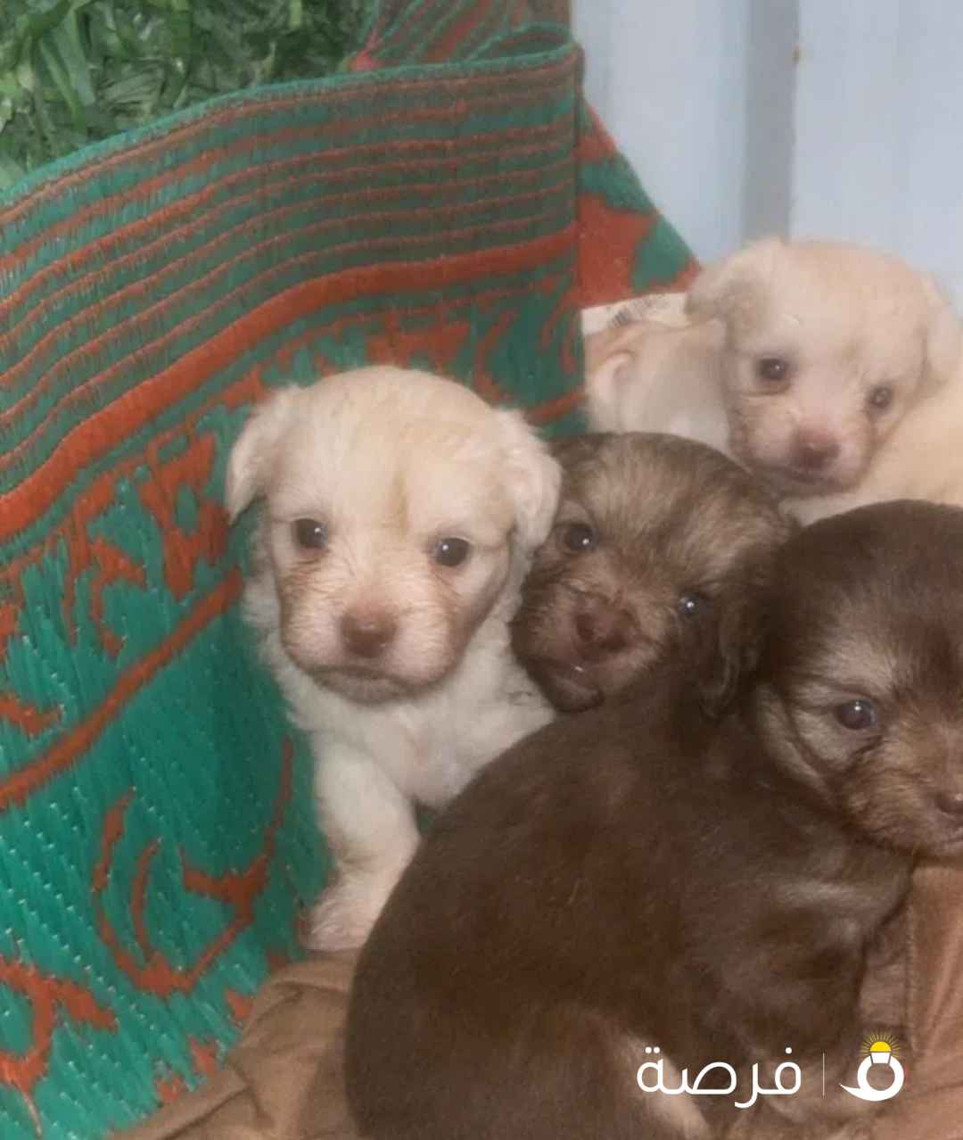 للبيع جراوه شيتزو