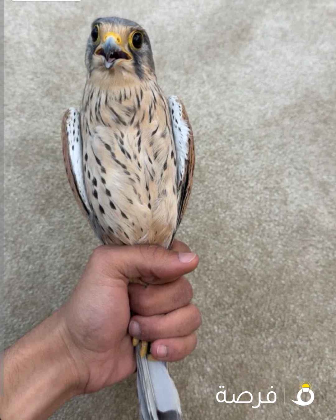 للبيع حميميج