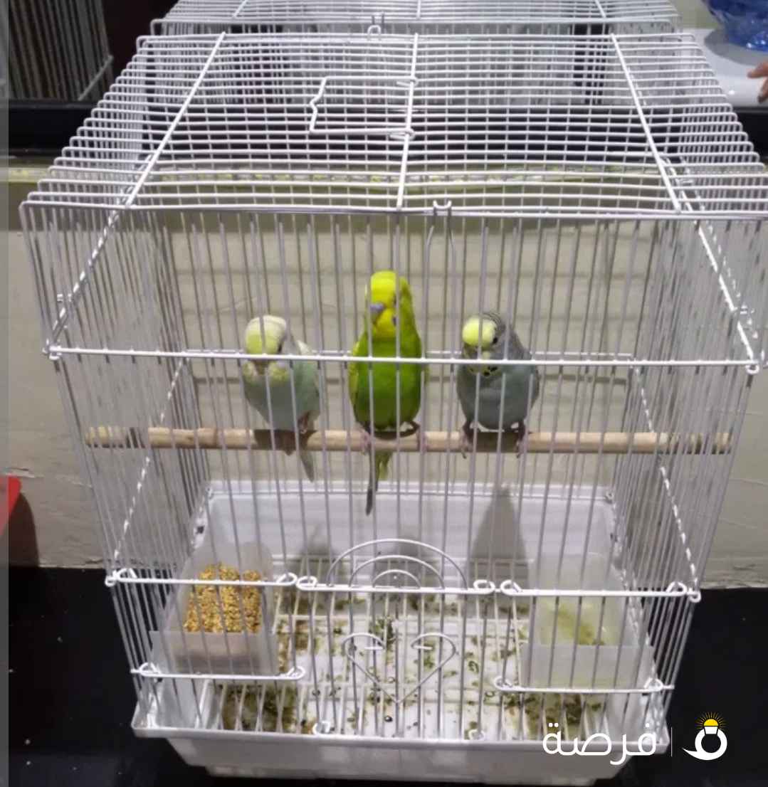 للبيع ⁦⁦3⁩⁩ طيور بادجي