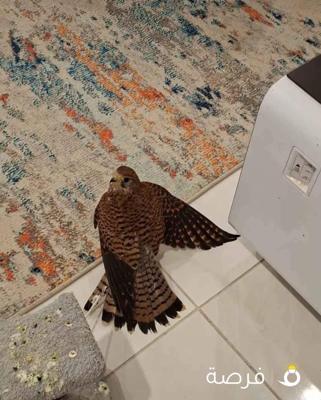 للبيع طير جارح