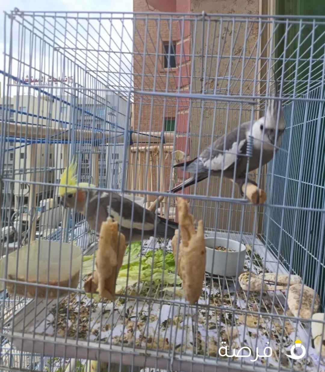 زوج كوكتيل شغال وجاهز للانتاج