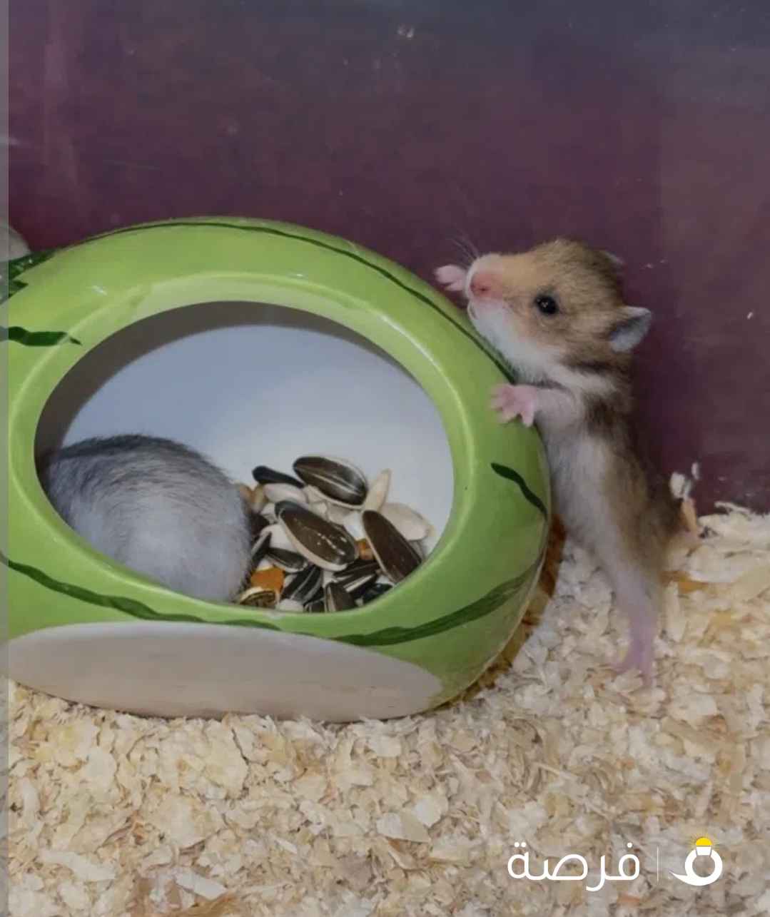 هامسترات انتاج بيت باعلى معايير الرعايه
