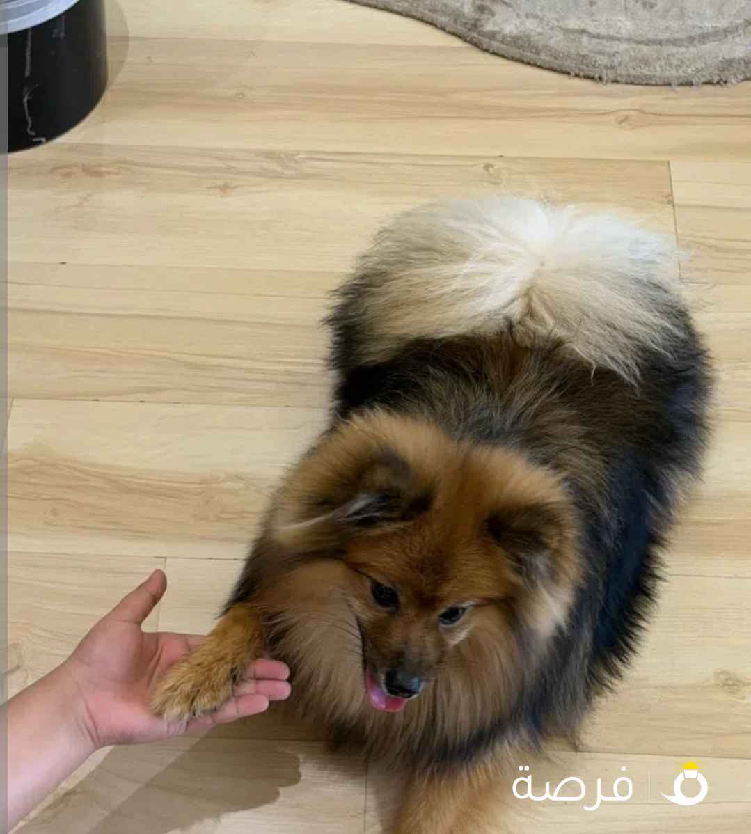 بوميرينيان للبيع