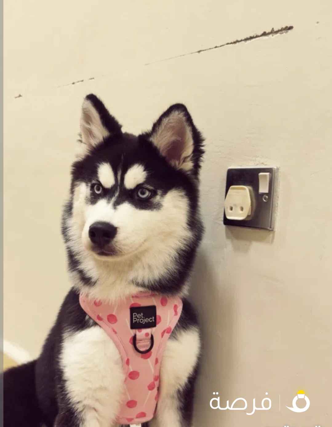 كلب هاسكي للبيع