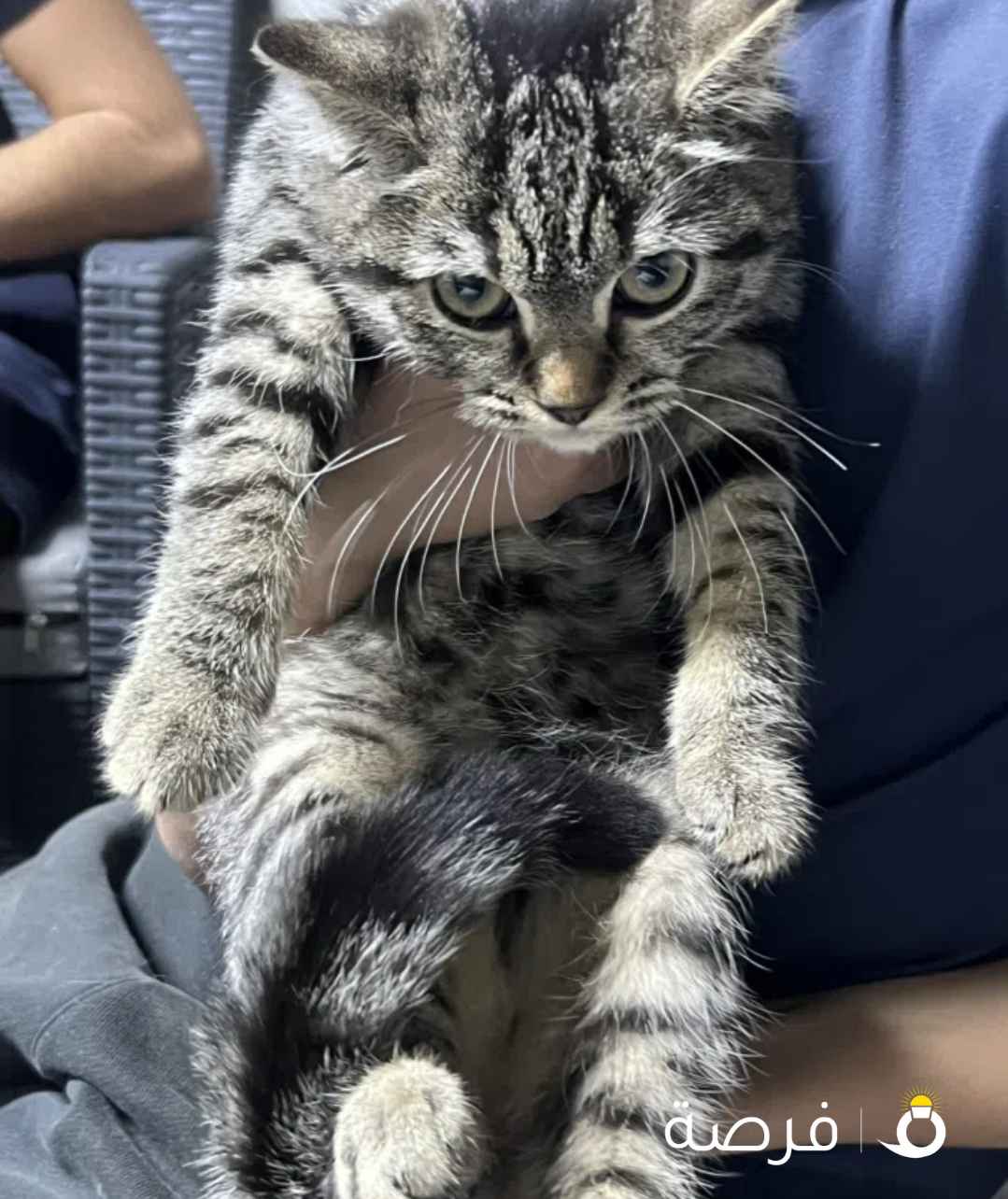 قطه سكوتش فولد