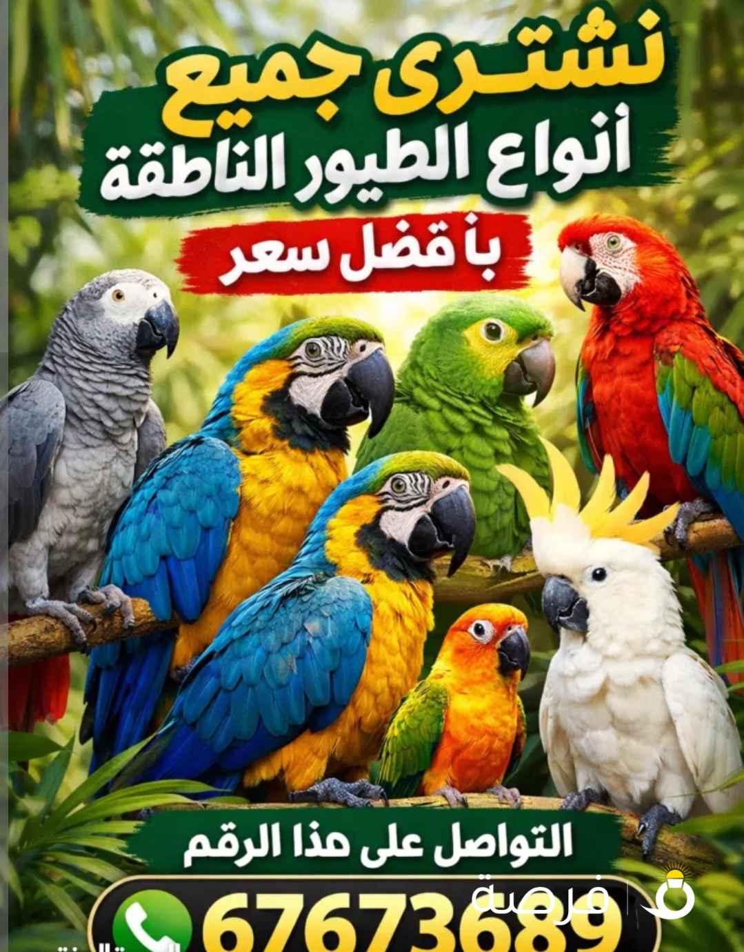 نشتري جميع أنواع الطيور الناطقة بأفضل الأسعار من أمام المنزل والدفع كاش قبل الاستلام