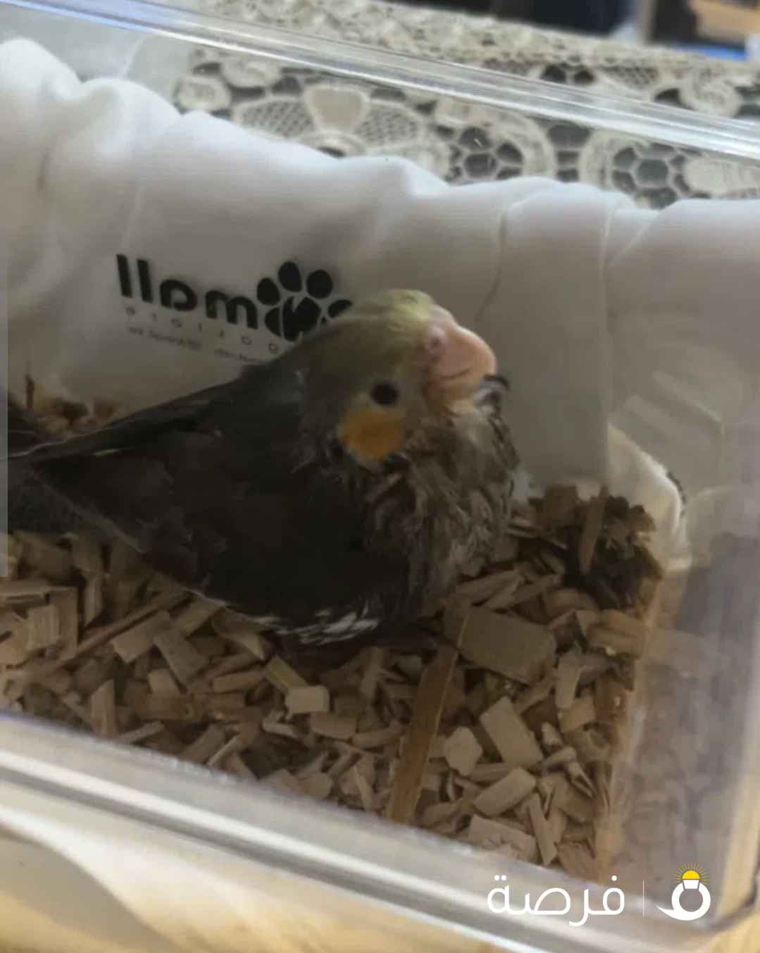 للبيع فرخ كروان