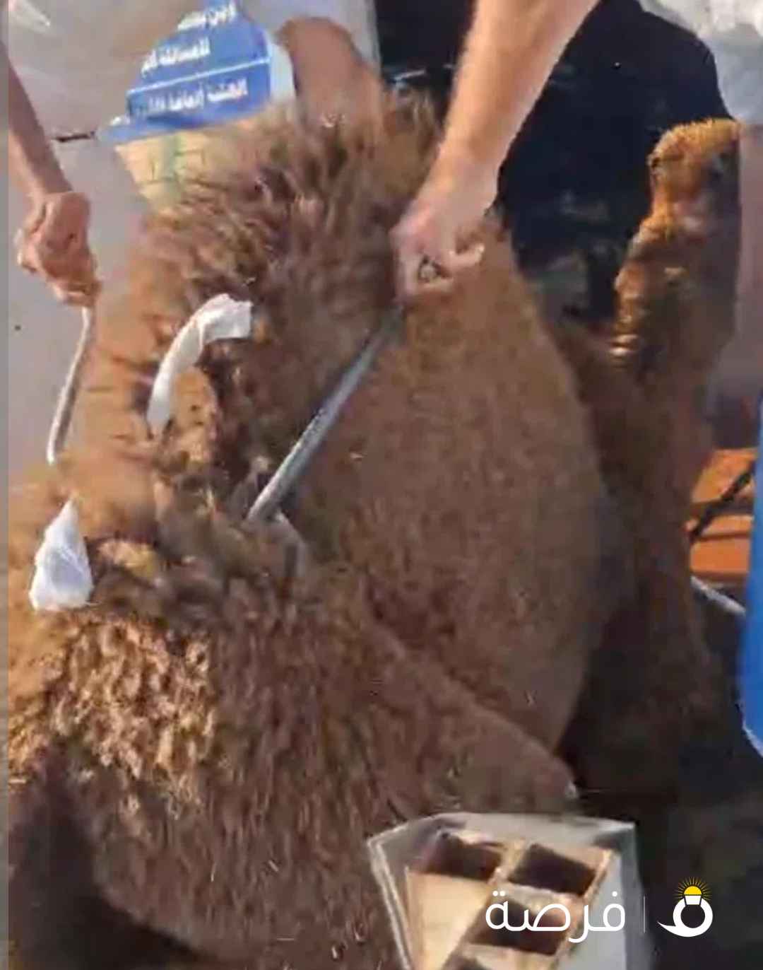 للبيع قعدان الكويت