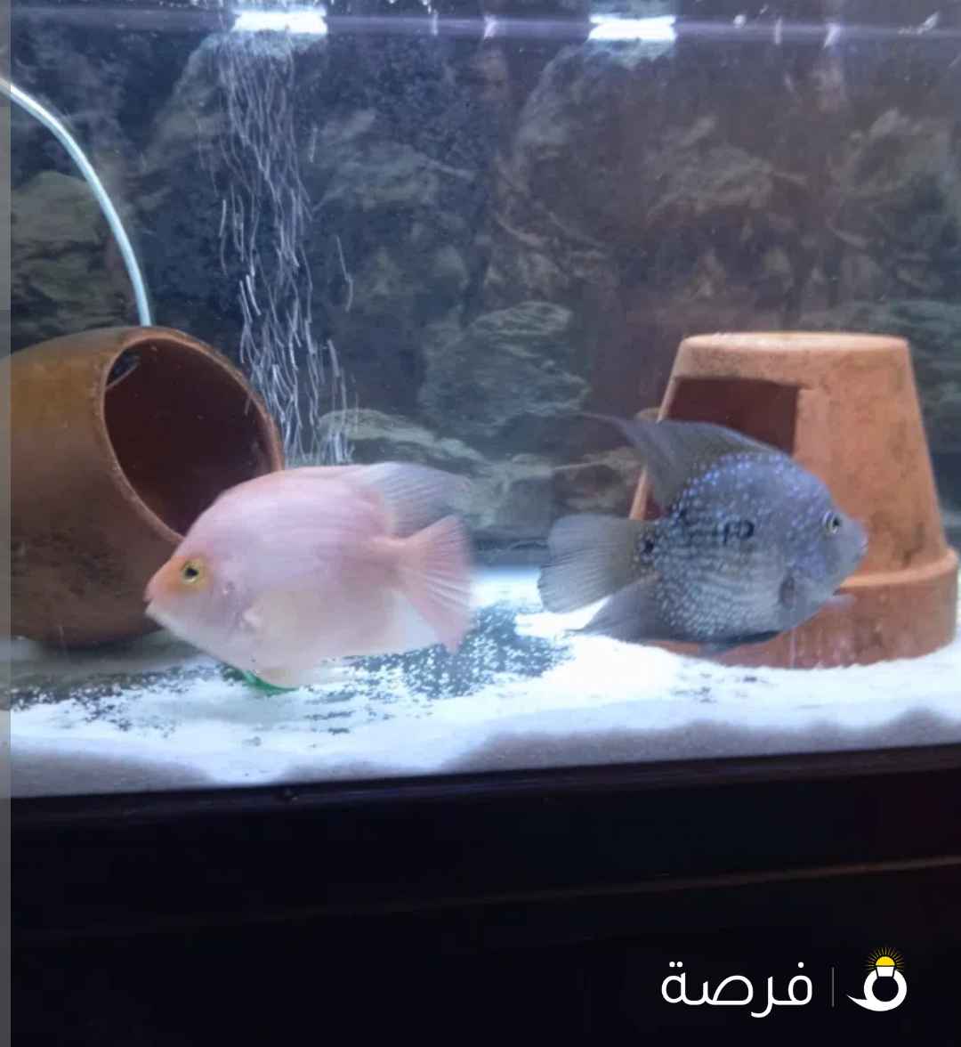 big aquarium wth breeding pair