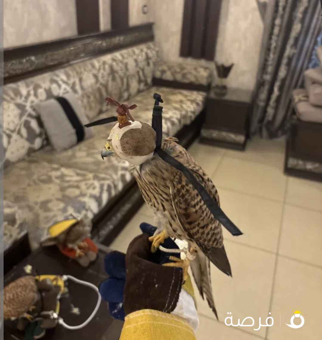 حميميج للبيع