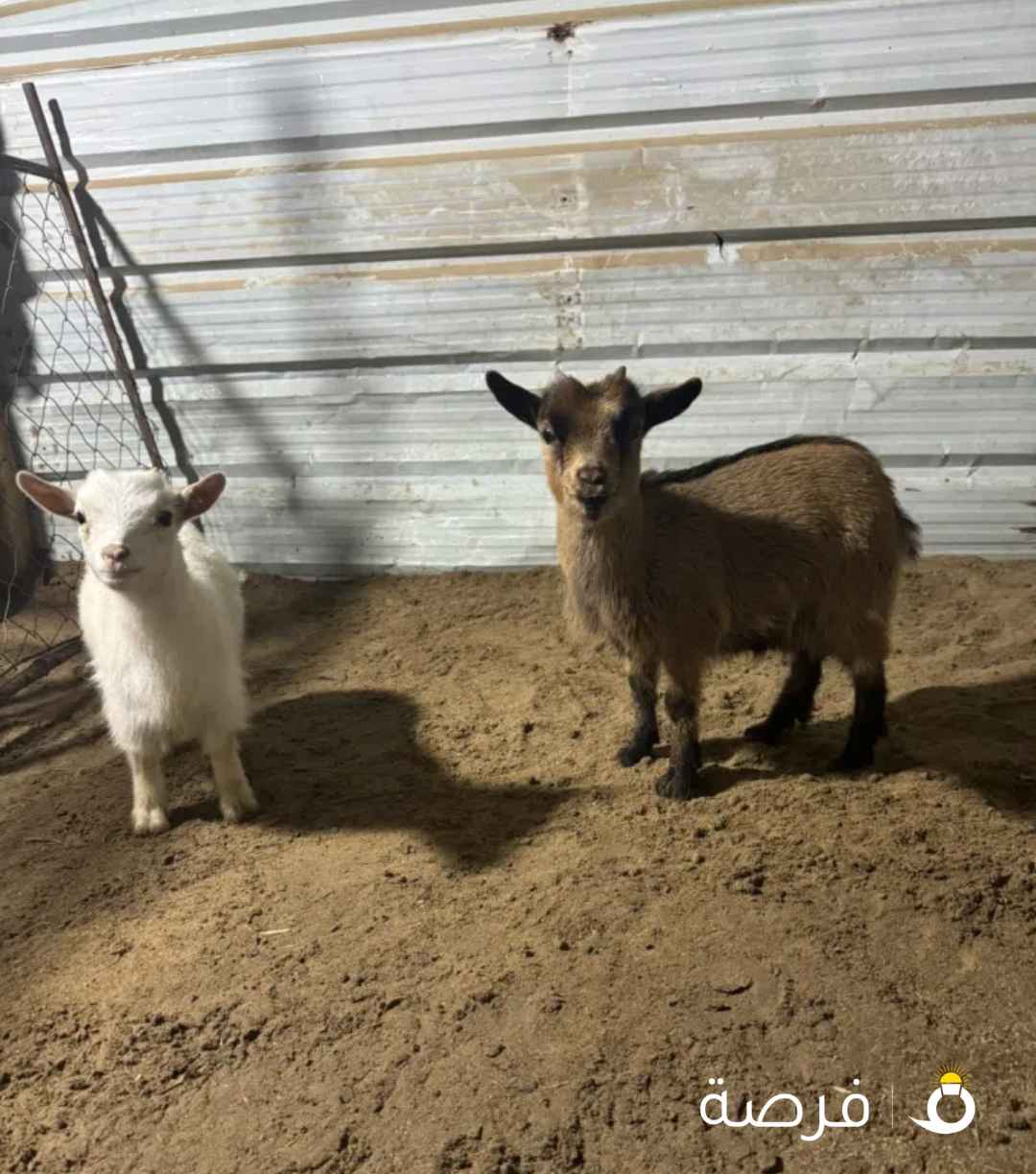 للبيع جيكي قزم