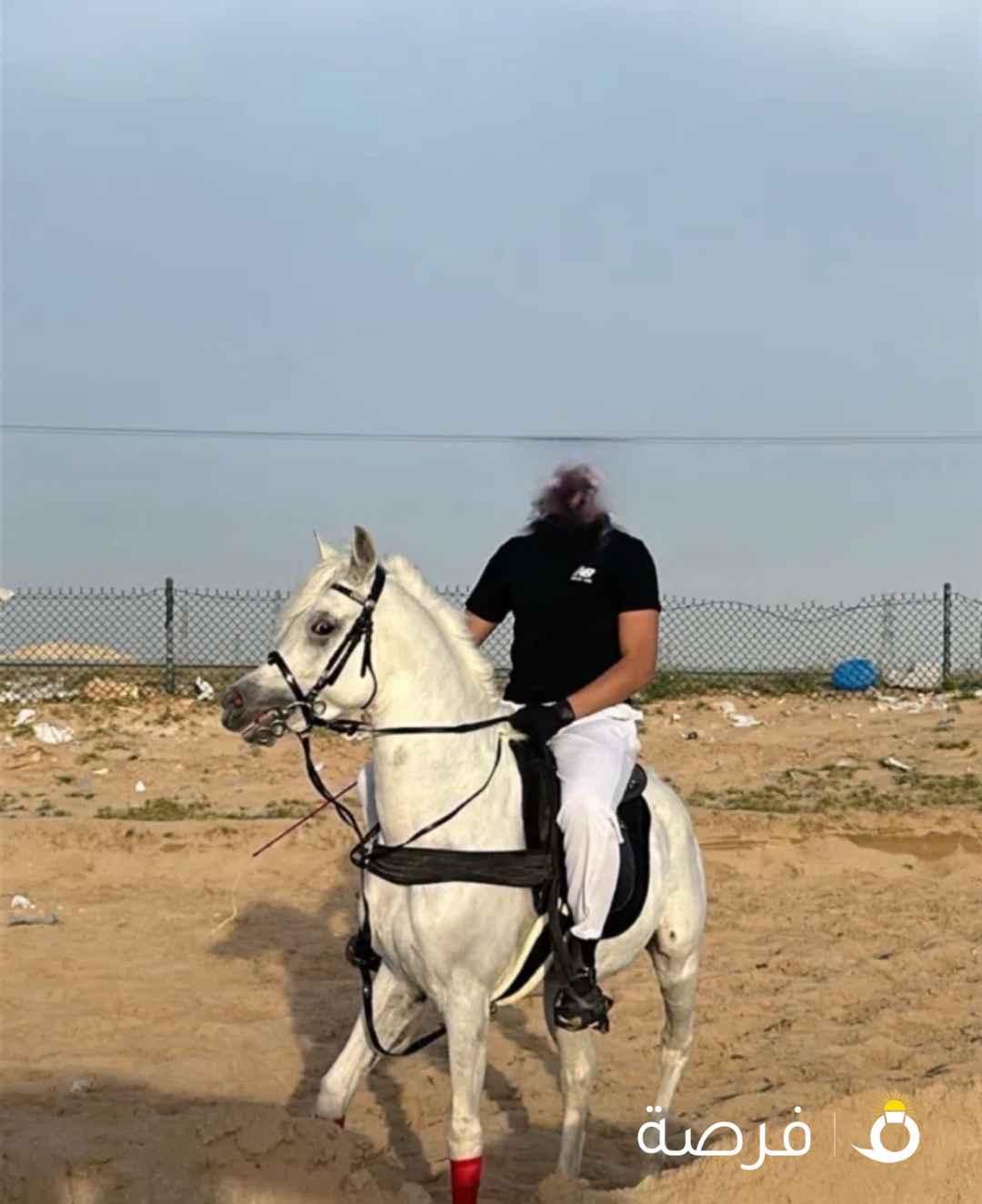 للبيع حصان مصري البيعه بلدي