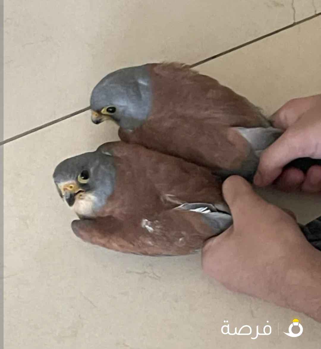 للبيع حميميجات و ترمه و في ترمه بحريه السعر حسب الطير في وحش و في مدرب السعر حسب الطير يوجد توصيل