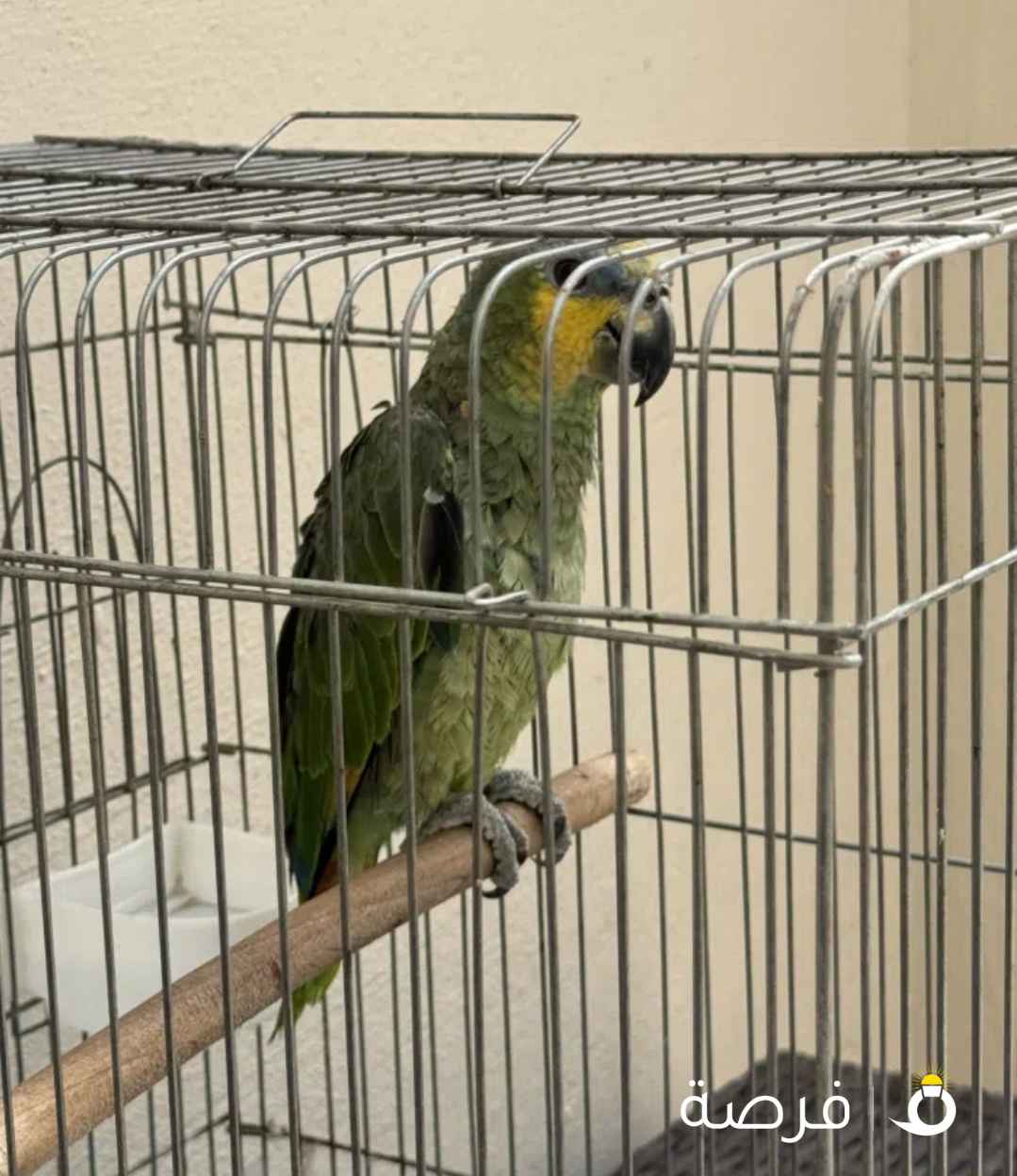 امزون للبيع