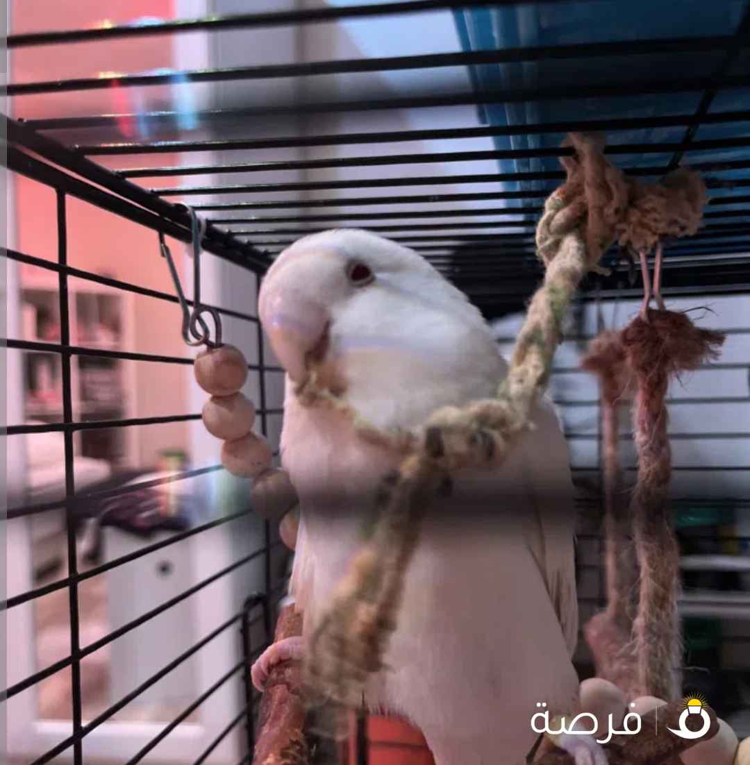 روز البينو